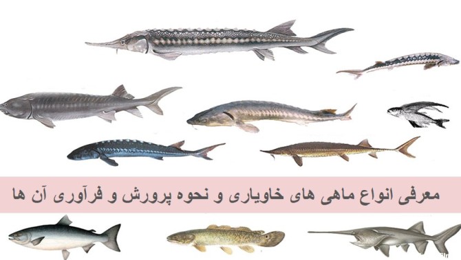 معرفی انواع ماهیان خاویاری | فروشگاه خاویار کالچر