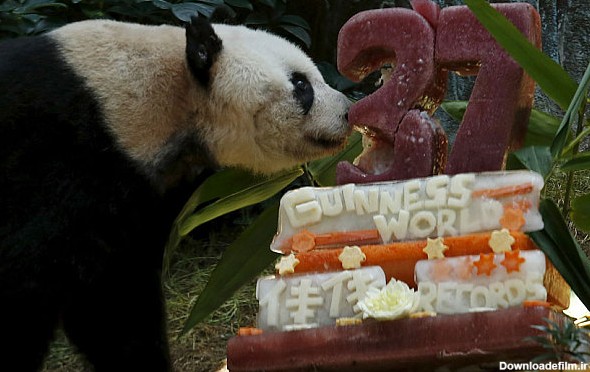 کیک تولد پیر ترین خرس پاندای دنیا+عکس