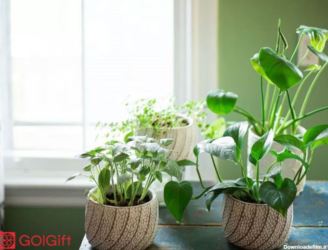 گل گیفت | گیاهان آپارتمانی چه قدر به نور احتیاج دارند؟