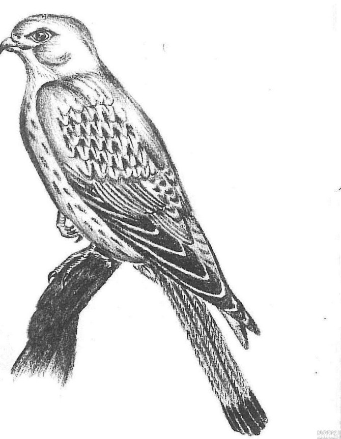 طراحی نقاشی سر عقاب