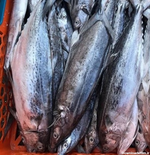خرید و قیمت ماهی قباد از غرفه ماهی مارکت جنوب | باسلام