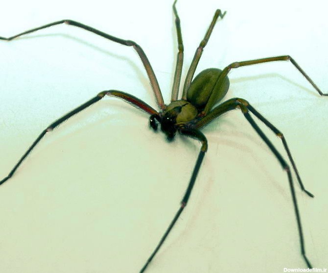 با 10 گونه از سمی ترین و خطرناک ترین عنکبوت های جهان آشنا ...