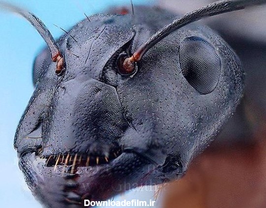 عکس چهره مورچه از نزدیک