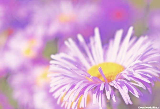 گلچینی از زیباترین عکس های گل آستر (ستاره ای)