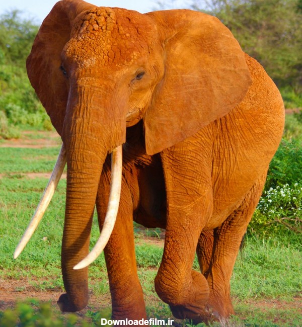 عکس فیل در جنگل با کیفیت بالا | حیوانات | فایل آوران