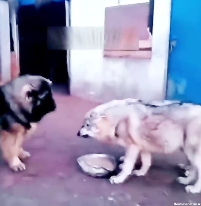 خط و نشان سگ قفقازی برای گرگ ها
