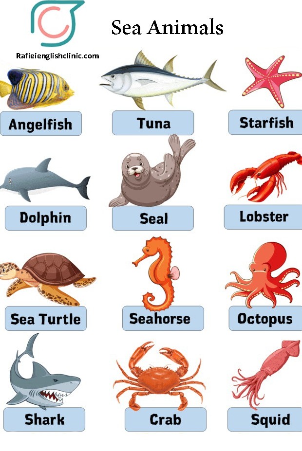اسامی آبزیان و ماهی های دریایی به انگلیسی | کلینیک زبان رفیعی