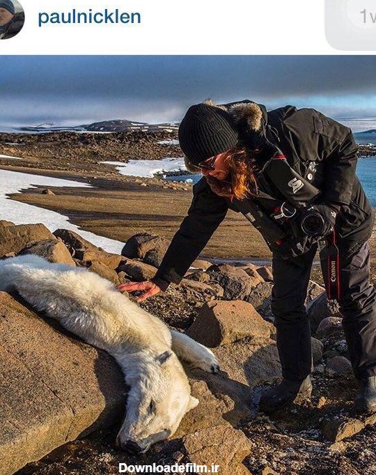 این خرس قطبی لاغر و مردنی به علت ذوب شدن یخ‌های قطبی، غذا برای ...