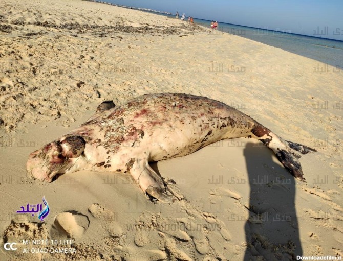 جسد حیرت‌انگیز پری دریایی در سواحل