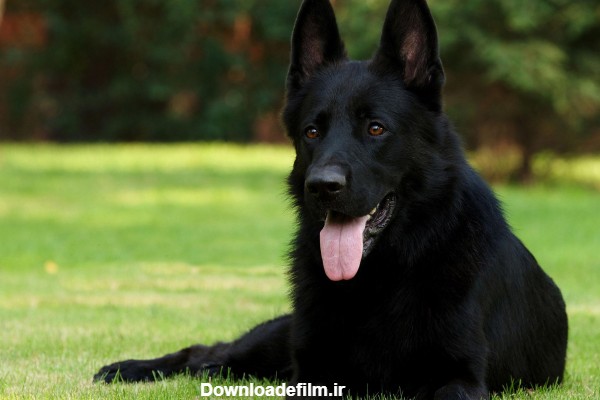 عکس سگ ژرمن زیبا - عکس نودی