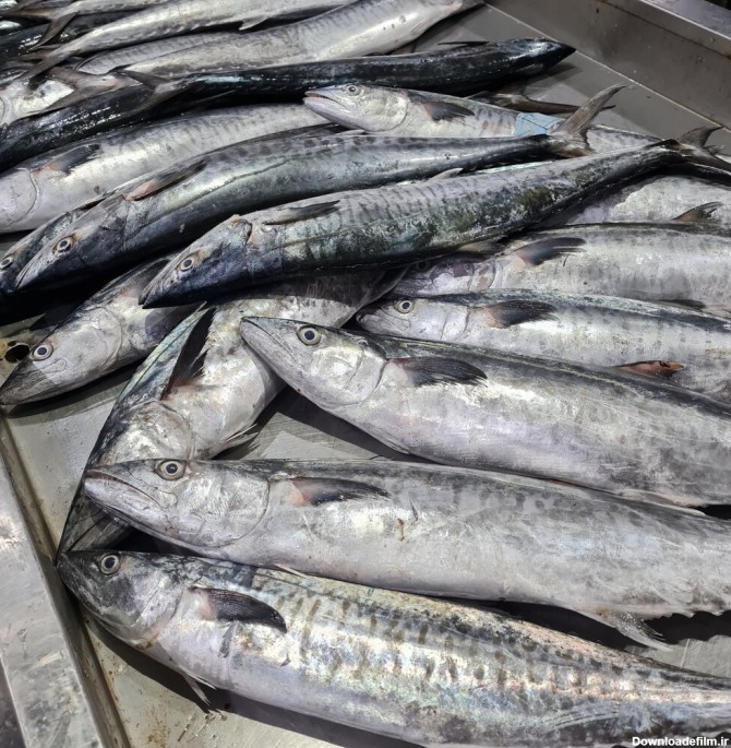 جدیدترین قیمت ماهی در میادین | هر کیلو ماهی شیر ۲۲۰ هزار تومان ...