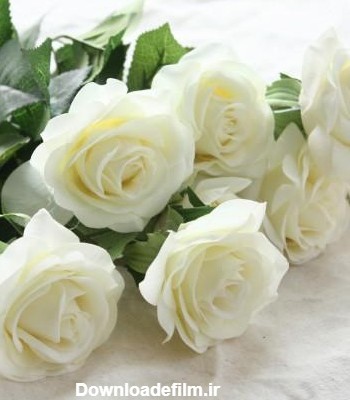 عکس گل رز سفید عاشقانه