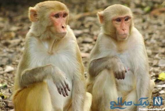 حرکات میمون ها
