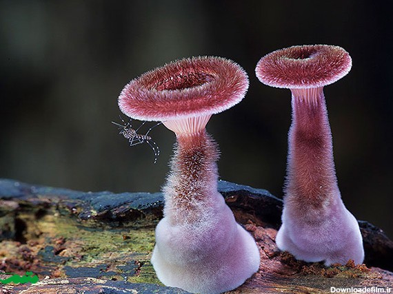 مجموعه ای از تصاویر قارچ‌ها - متمم