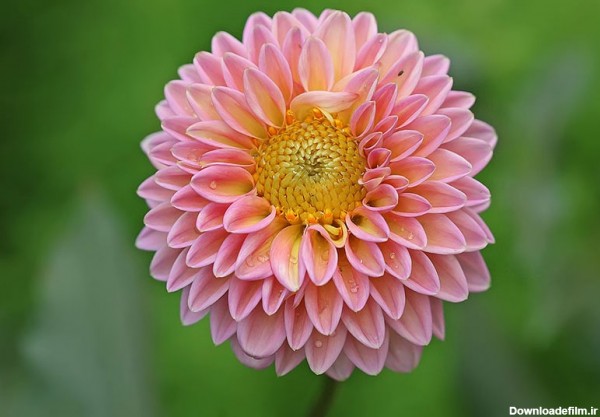گل کوکب صورتی زیبا از نمای نزدیک