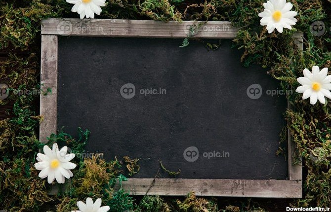 دانلود عکس تخته سیاه پس زمینه بهار با گل های دیزی روی چوب | اوپیک