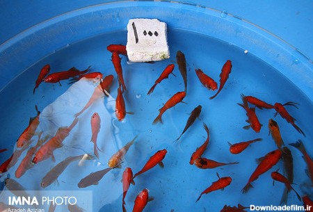 تولید 80 میلیون ماهی قرمز برای هفت سین نوروز