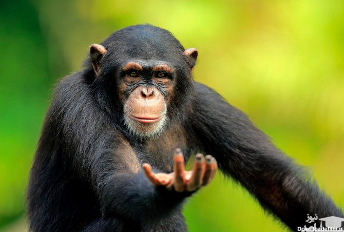 (عکس) تولد گونه‌ای نادر و دیدنی از میمون
