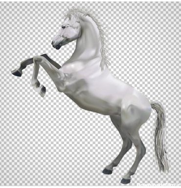 تصویر اسب سفیده ایستاده بصورت فایل پی ان جی و بدون پس زمینه