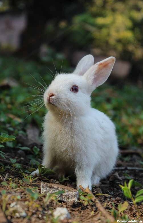 مجموعه عکس خرگوش سفید با چشم های قرمز (جدید)