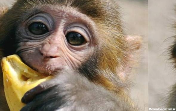 عکس میمون موز به دست
