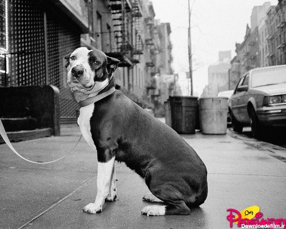 پرشین پت > > عکس های هنری و سیاه و سفید از سگ ها