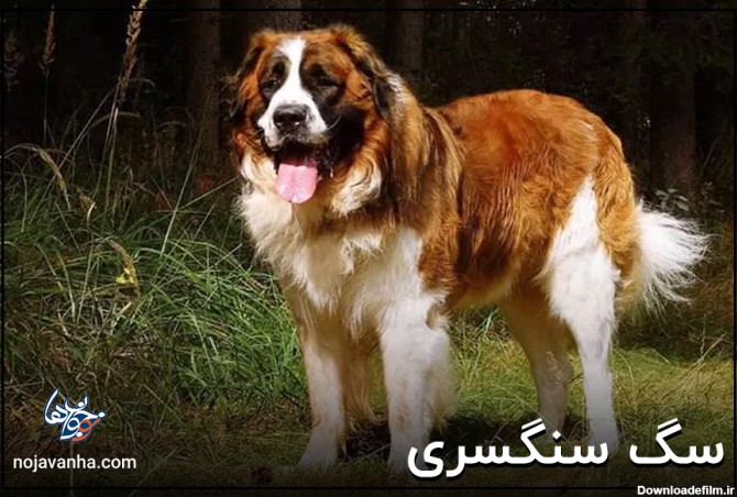 20+ عکس و معرفی سگ سنگسری | سگ قفقاری | سگ شاهسون