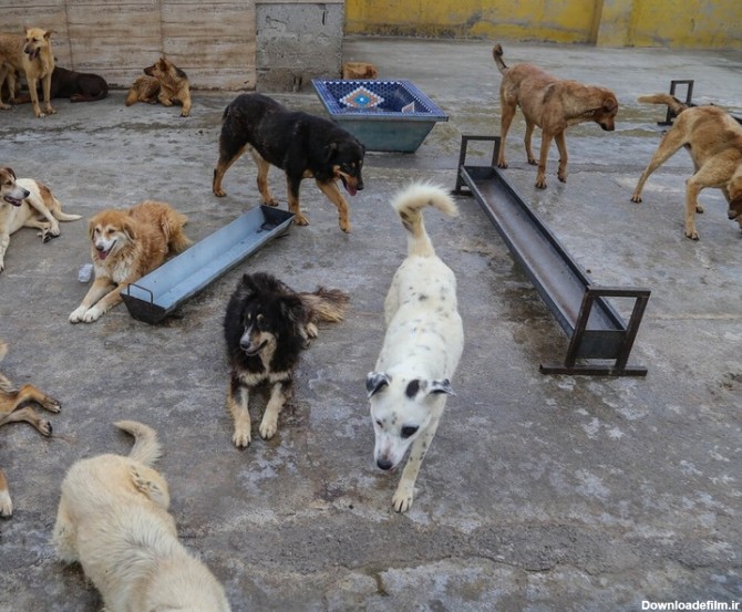 فرارو | گزارشی متفاوت درباره سگ‌ها؛ به سگ‌های ولگرد غذا ندهید!