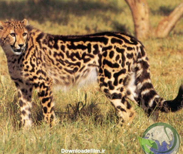 یوزپلنگ / Cheetah / Acinonyx jubatus - نسخه‌ی قابل چاپ