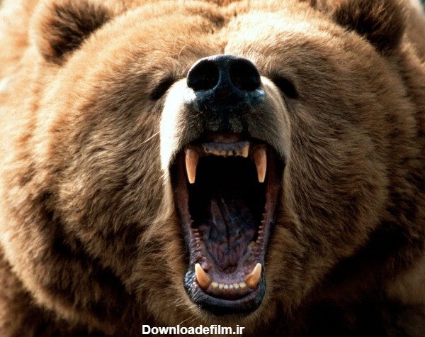 نعره خرس گریزلی bear yell danger