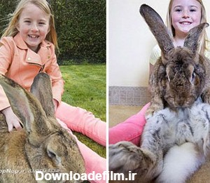 غول پیکر ترین خرگوش دنیا /تصاویر - بهار نیوز