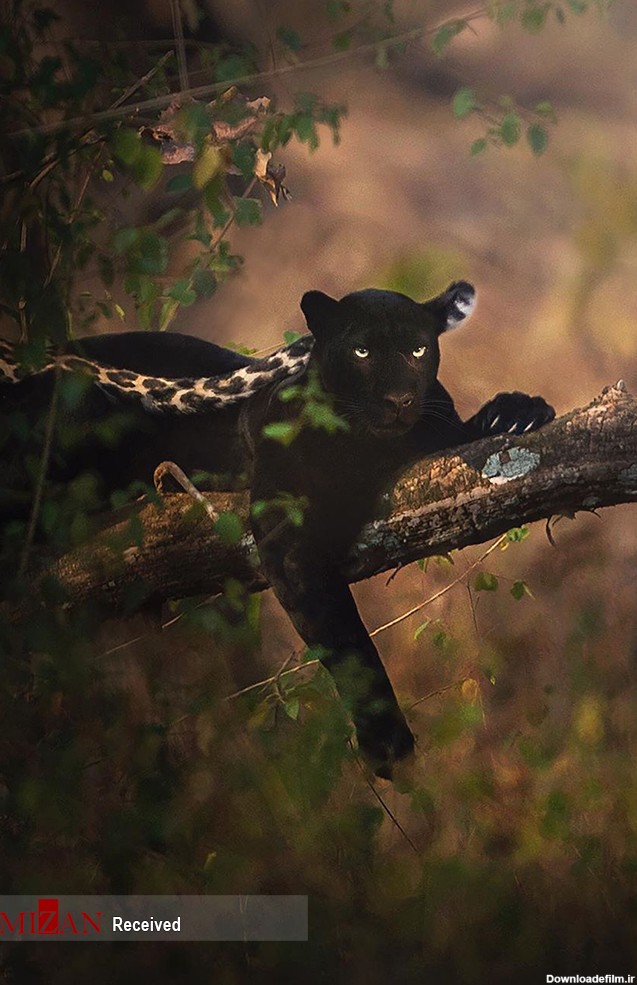 پلنگ سیاه نادر و کمیاب در جنگل‌های هند - اسلايد تصاوير - عکس شماره ...