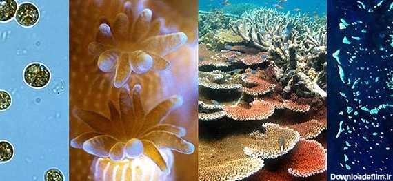 تصاویر مرجان دریایی