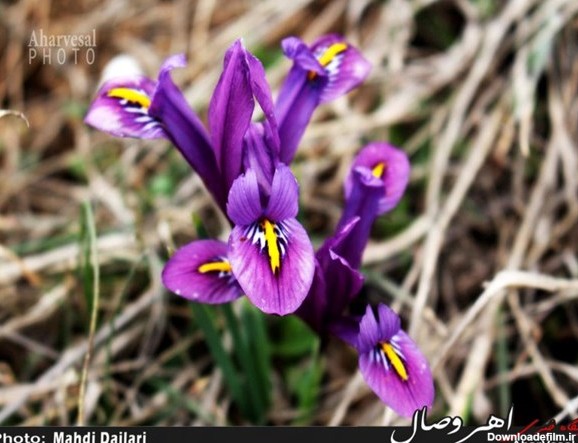 تصاویر/ نوروز گلی در دامنه کوههای شیور اهر