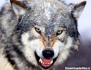 هر آنچه باید درباره گرگ‌های ایرانی و زیستگاهشان بدانید