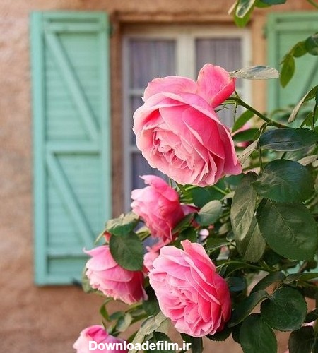 پروفایل گل / زیبا و طبیعی ترین تصاویر گل برای پروفایل | حیاط خلوت