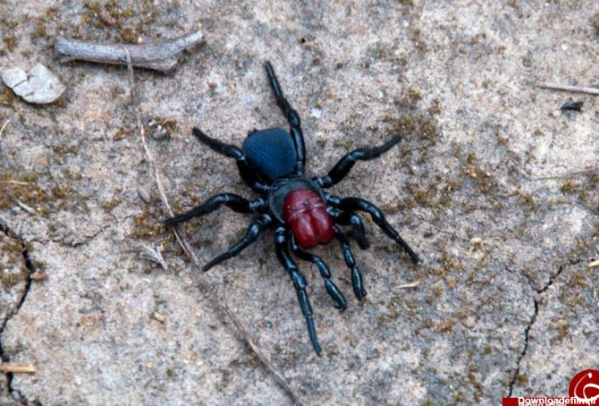 آخرین خبر | کشنده ترین عنکبوت های جهان