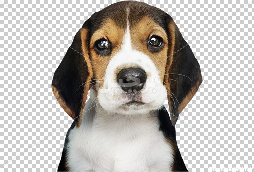 Borchin-ir-adorable-beagle-puppy-solo-portrait عکس بدون زمینه سگ خانگی با گوش های پهن۲