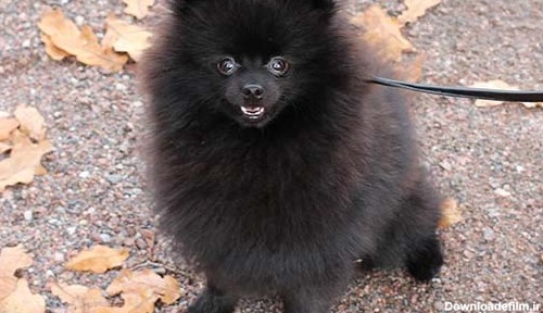 سگ نژاد پامرانین مشکی (سیاه)