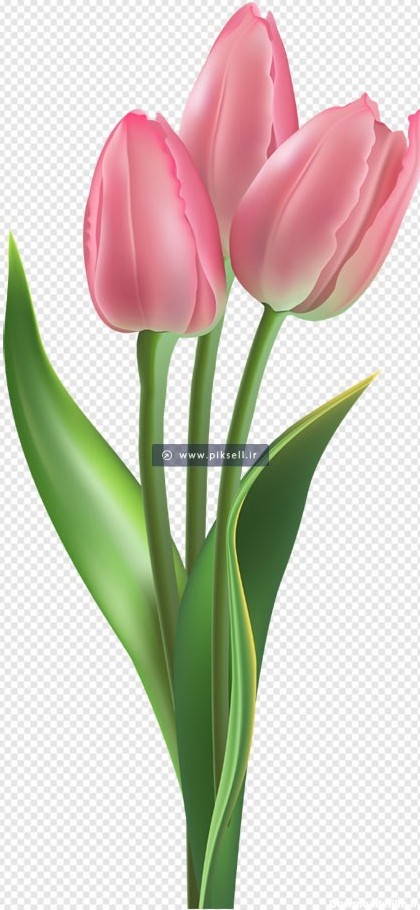 دانلود فایل png دوربری شده گل لاله صورتی بصورت ترانسپرنت