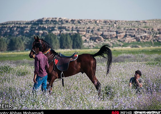 برگزاری مسابقات اسب سواری در روستای چاه شرف فارس (عکس)
