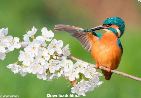 مشرق نیوز - تصاویر زیبا از بهار حیوانات
