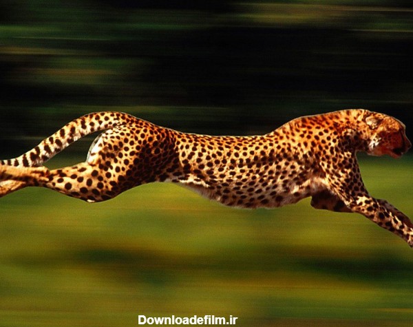 7 حقیقت جالب در مورد چیتا، سریع‌ترین پستاندار جهان که شاید ...