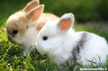 بچه خرگوش های بامزه و کوچولو cute baby rabbit wallpapers