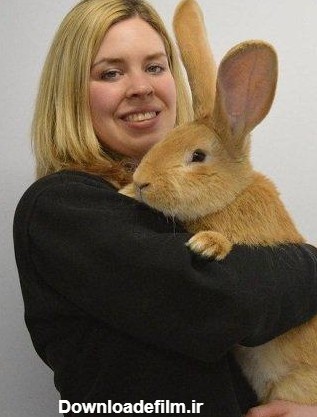 این خرگوش غول پیکر شما را متعجب میکند (عکس)