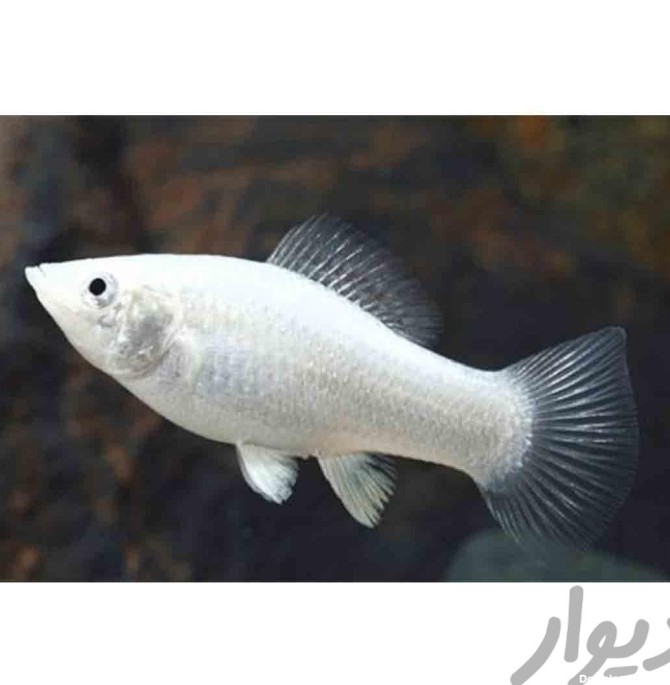 کیفیت توی عکس مشخصه ماهی|ماهی و آکواریوم|تهران، اکباتان|دیوار