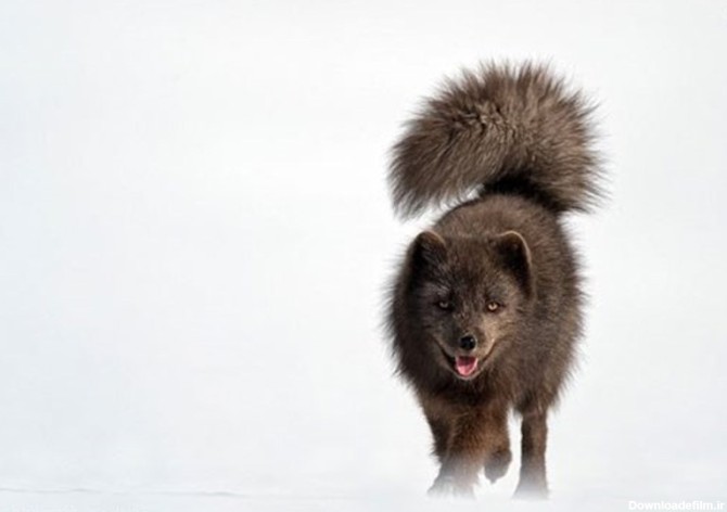 تصاویر روباه سیاه قطبی - تسنیم
