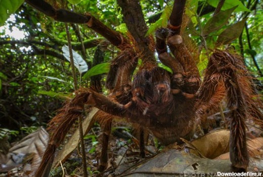 کشف بزرگترین عنکبوت جهان (+عکس)