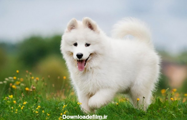 توله سگ سامویید سفید در طبیعت
