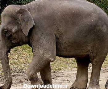سنگین ترین جانوران خشکی +عکس - دنیای گیاهان و حیوانات